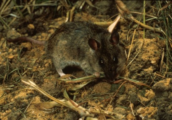 Mastomys natalensis is the most widespread rodent pest in Africa and is found in all sub-Saharan African countries. When conditions are right in East Africa this rodent can undergo rapid population expansion causing massive rodent population outbreaks leading to 100% crop loss and regional famines. Besides major impacts to agriculture in Africa, this species is the reservoir of Lassa Fever, a haemorrhagic fever disease in West Africa that has very similar symptoms and transmission dynamics as the Ebola Fever (reservoired by fruit bats) currently outbreaking in West Africa. and is found in all sub-Saharan African countries. When conditions are right in East Africa this rodent can undergo rapid population expansion causing massive rodent population outbreaks leading to 100% crop loss and regional famines. Besides major impacts to agriculture in Africa, this species is the reservoir of Lassa Fever, a haemorrhagic fever disease in West Africa that has very similar symptoms and transmission dynamics as the Ebola Fever (reservoired by fruit bats) currently outbreaking in West Africa.