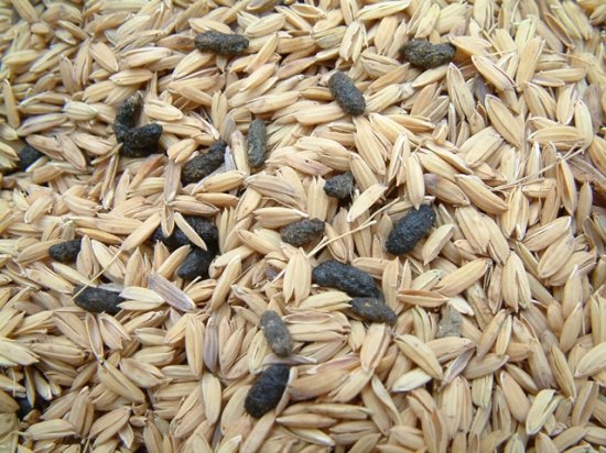 Rodents are not only a problem to crops in the field but can cause serious damage and contamination to harvested grains stored on farm, such as this rice contaminated with rodent faeces.