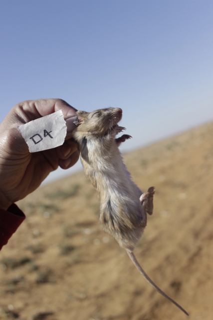 Gerbilliscus sp. being held by a person in south africa